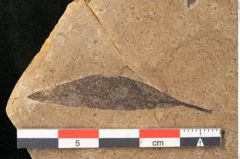 Foto (Detailansicht) von Plantae indet.  (NHMW-GEO-2024-0188-11411)